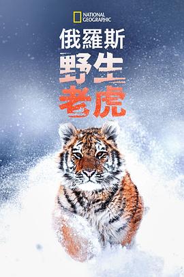 俄罗斯野生老虎}